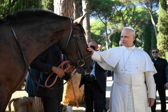 CATÓLICOS EN SEVILLA – Dos yeguas sevillanas para el proyecto ecológico vaticano en Castel Gandolfo