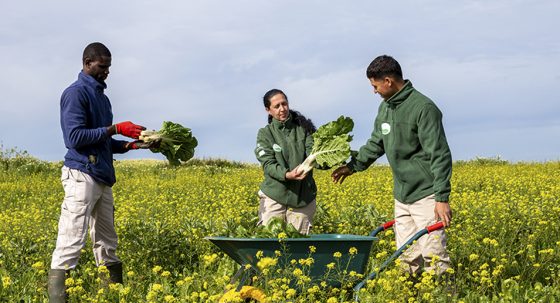 CATÓLICOS EN SEVILLA – Bioalverde SL, la empresa de inserción de Cáritas Sevilla, celebra diez años sembrando esperanza